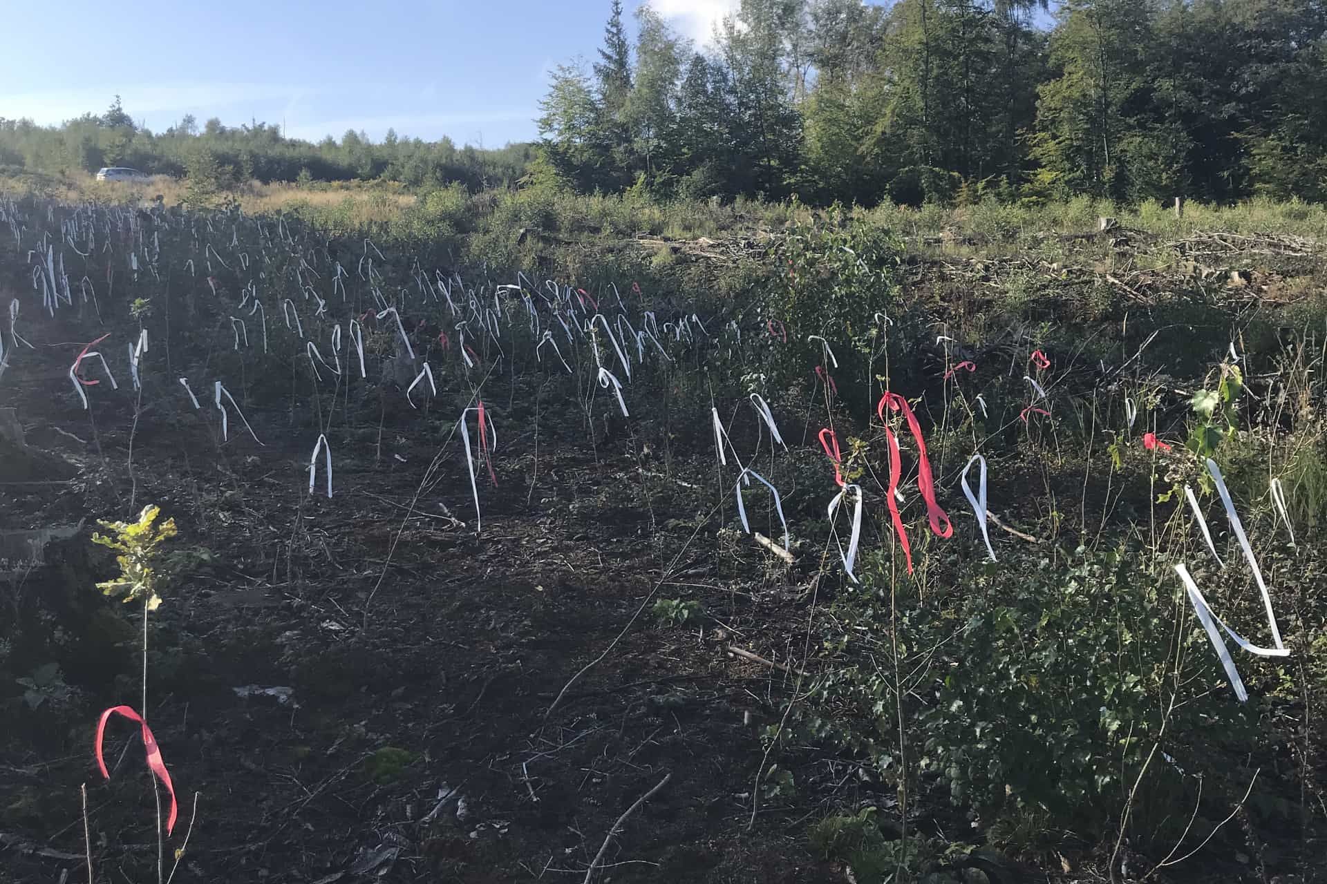 Waldlokal Möhnesee - Schutz gegen Wildverbiss