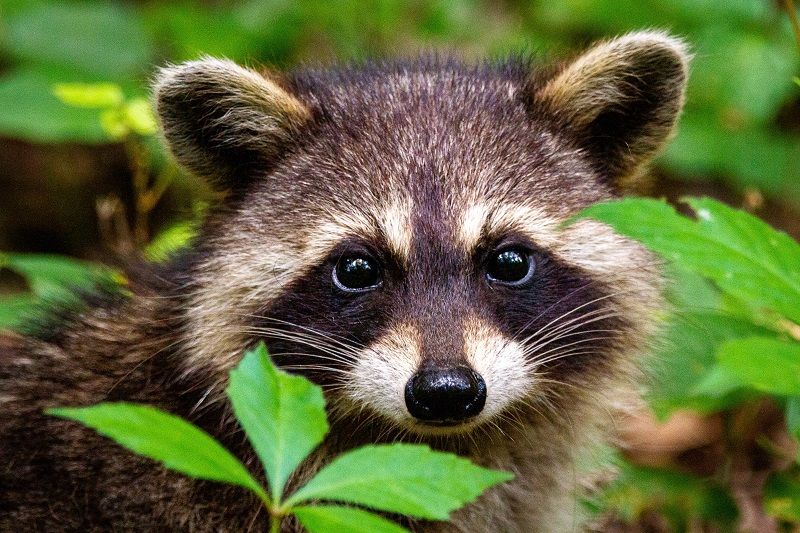 Waschbär