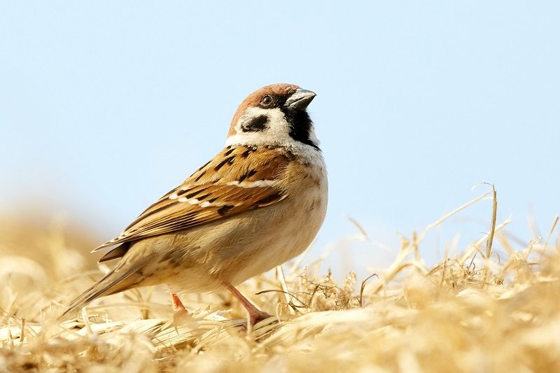 Vogel