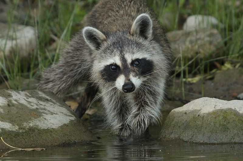 Waschbär