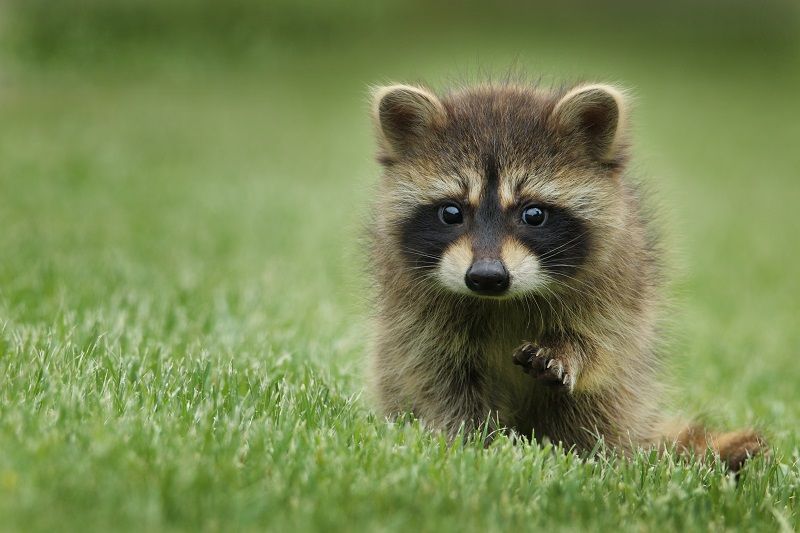 Waschbär