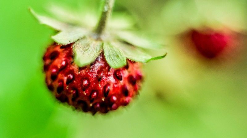 Erdbeere