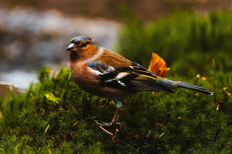 Vogel füttern