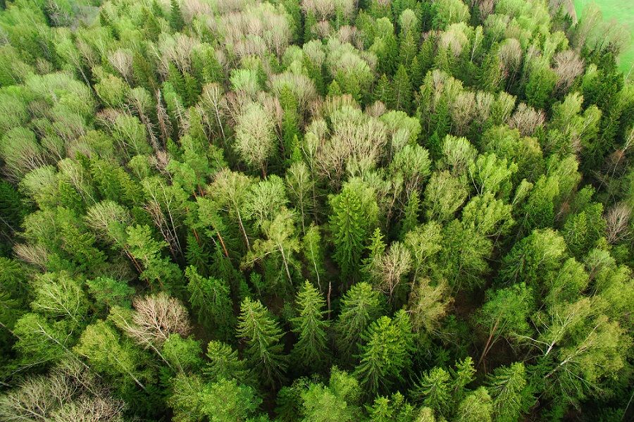 Wald
