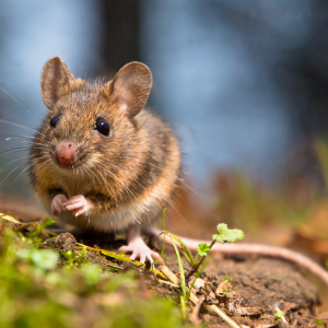 Maus