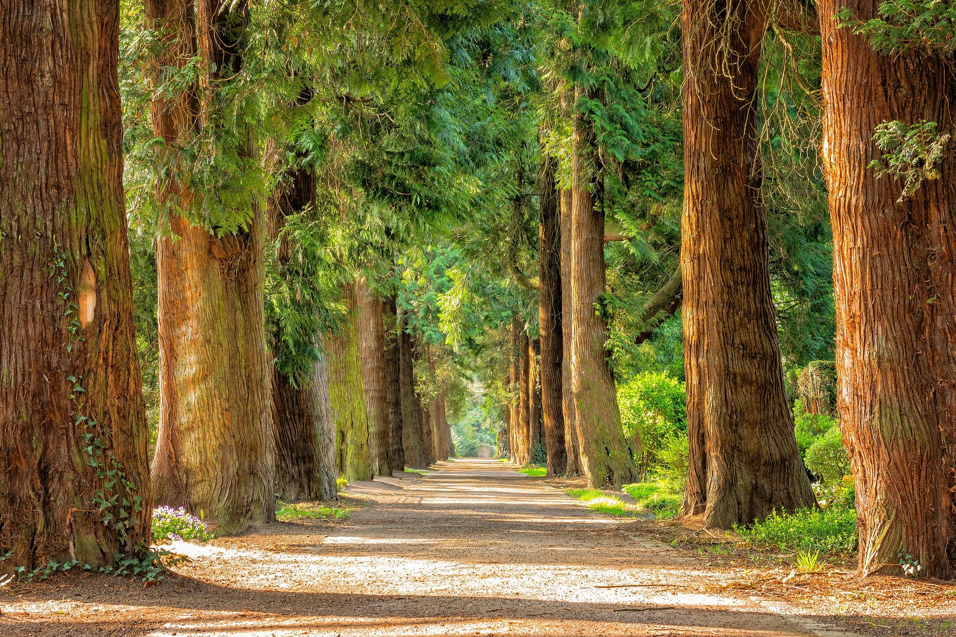 Der Wald Und Sein Vielfältiges Ökosystem Förster Waldlokal 6682