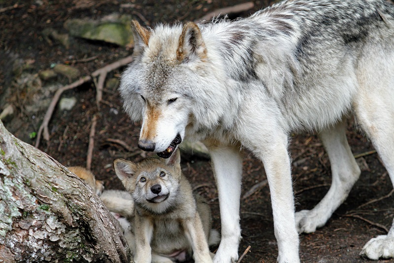 Wolf mit Jungtier